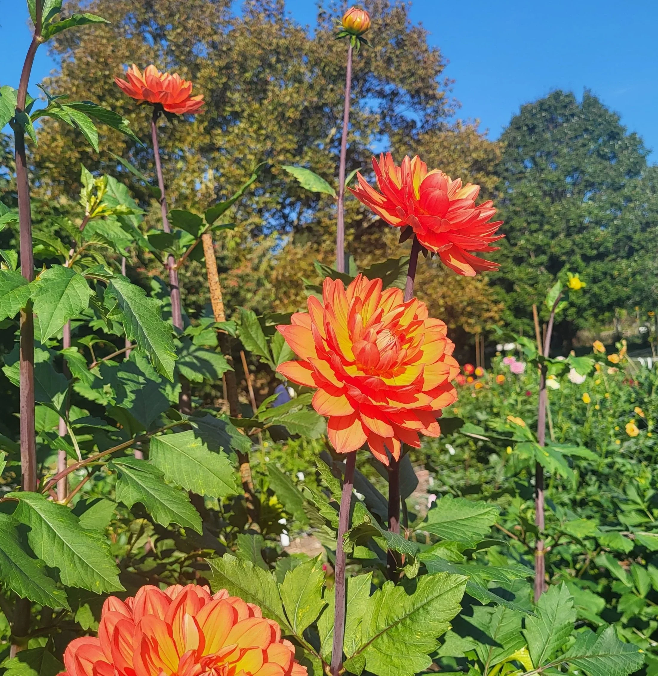 Hollyhill Calypso WL-OR — Crazy 4 Dahlias